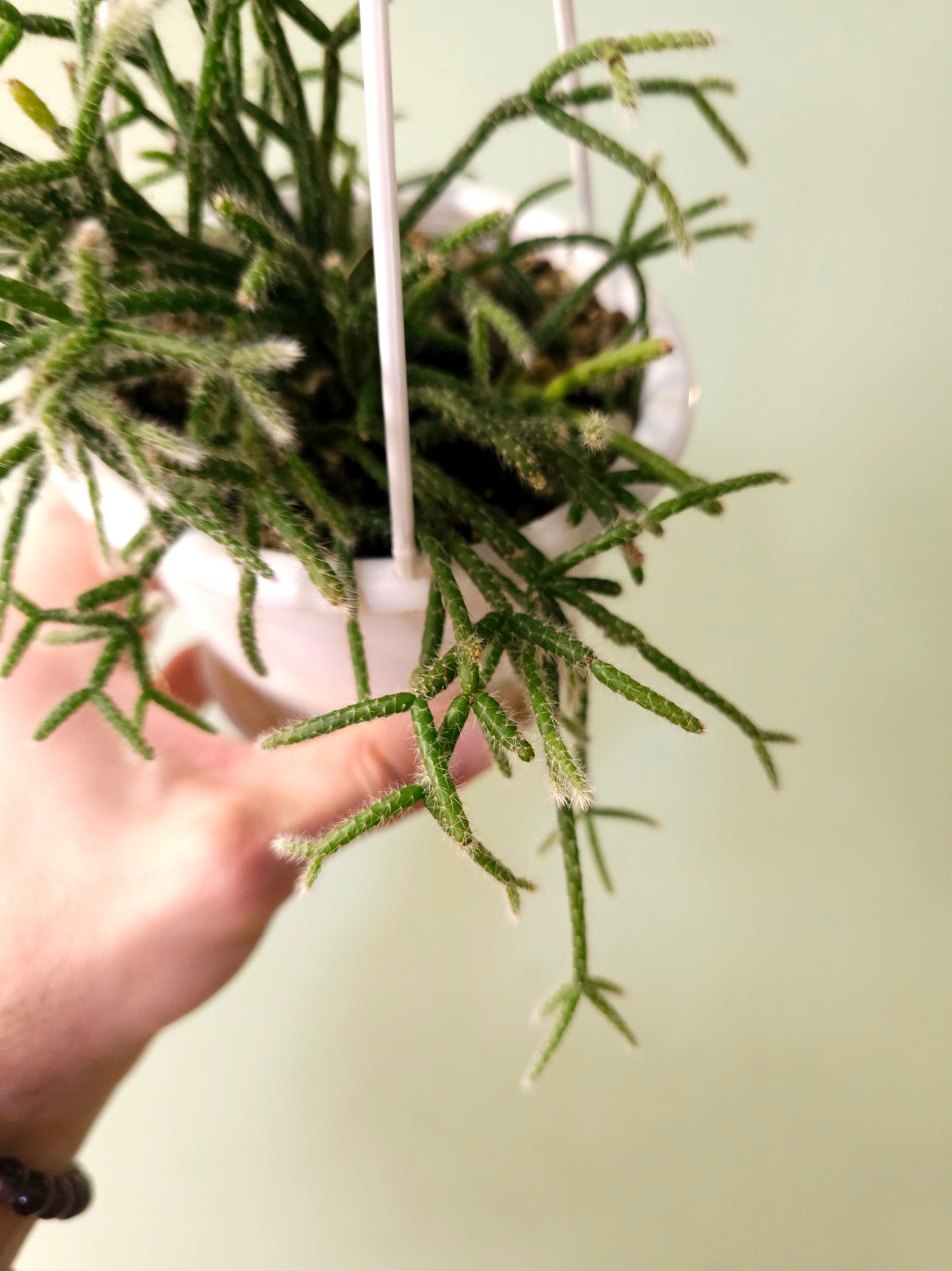 Rhipsalis pilocarpa 4.5" HB