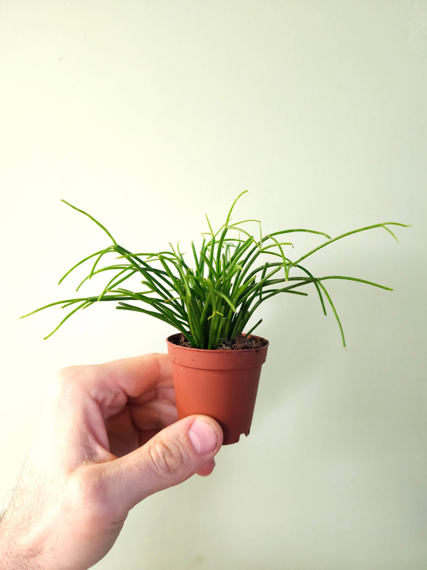 Rhipsalis baccifera "Spaghetti Plant" 2"