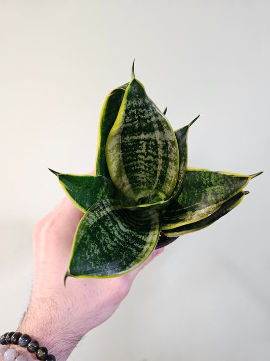 Sansevieria hahnii 'Misty Star' 3.5"
