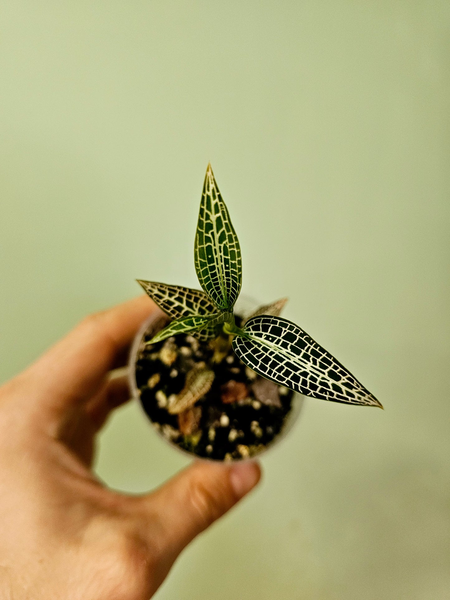 Goodyera hispida Jewel Orchid 2.5"