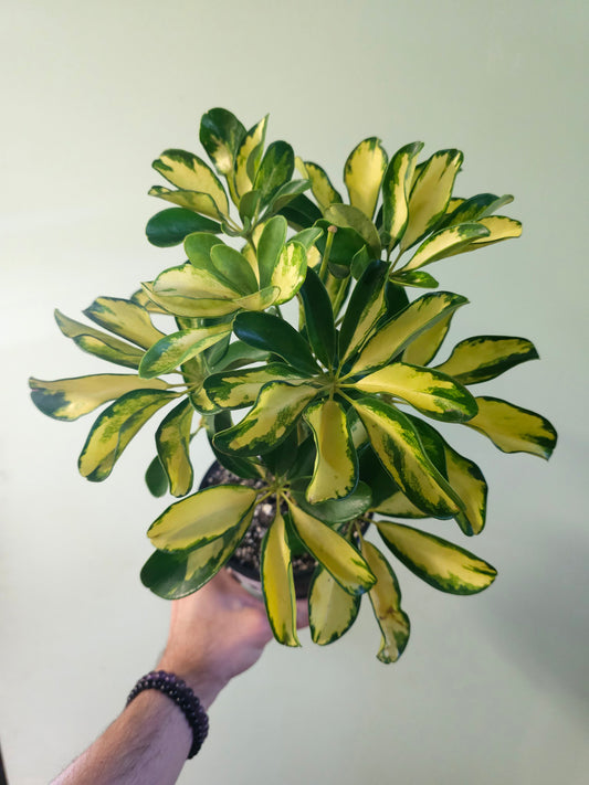Schefflera arboricola 'Gold Capella' 6"