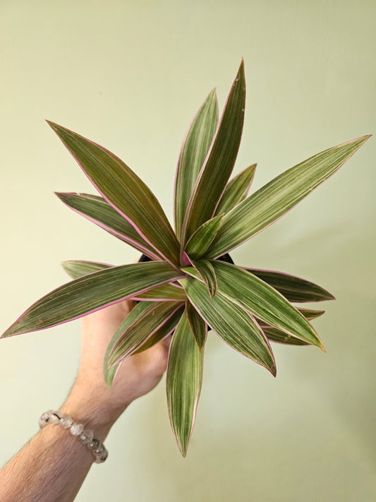 Tradescantia spathaea 'Tricolor' 3.5"