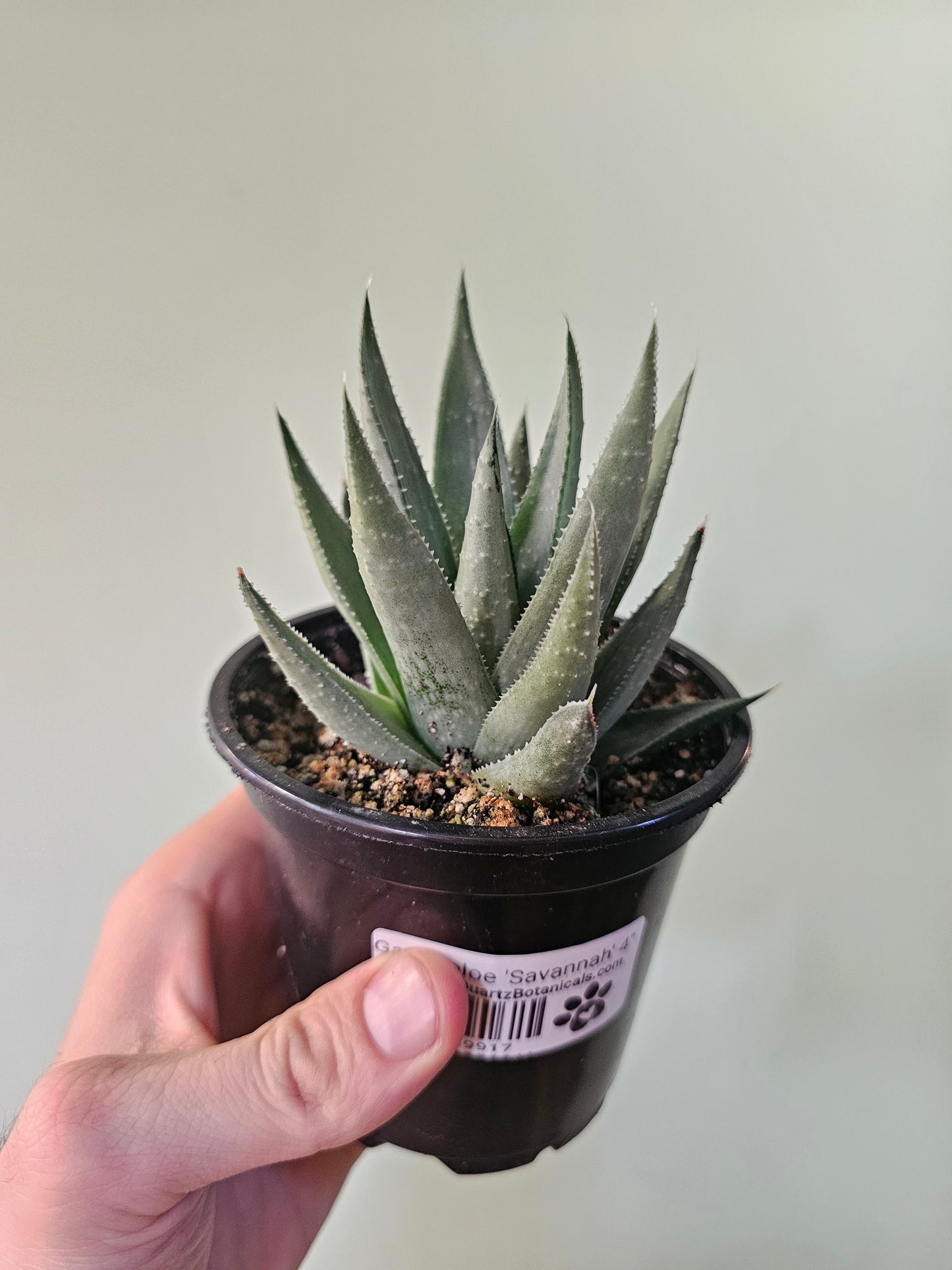 Gasteraloe 'Savannah' 4"