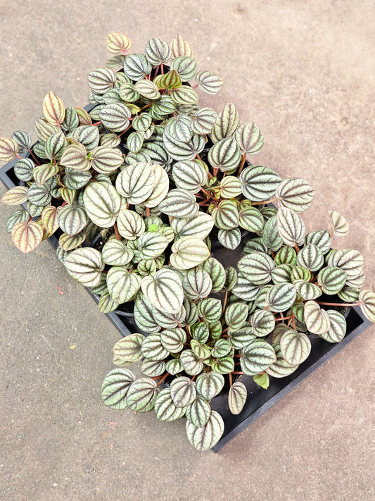 Peperomia 'Piccolo Bando' 4"