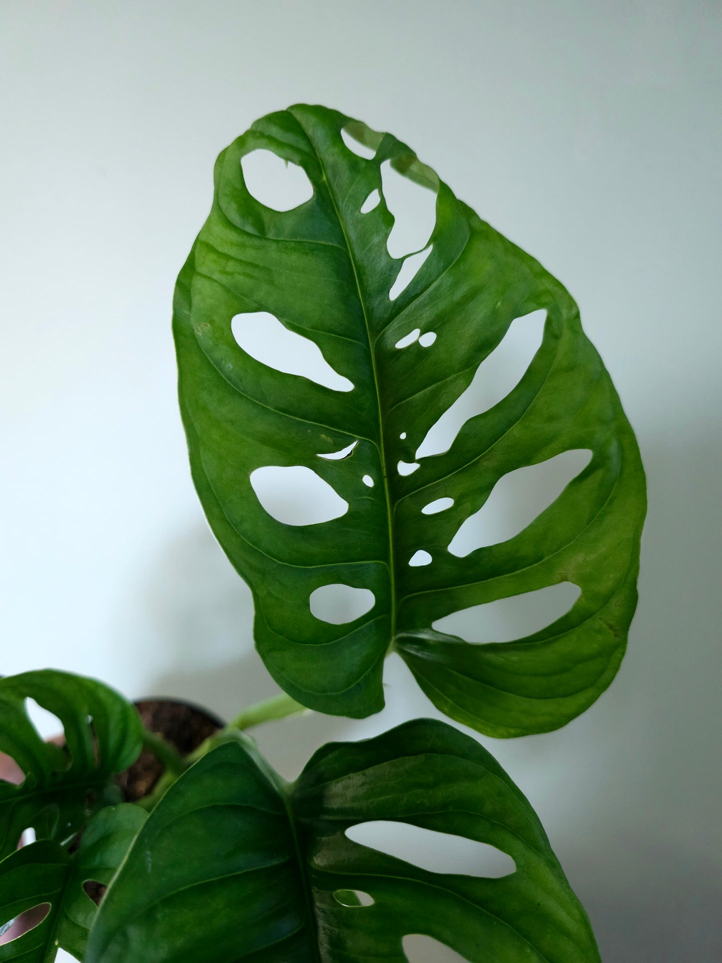 Monstera 'Esqueleto' 4"