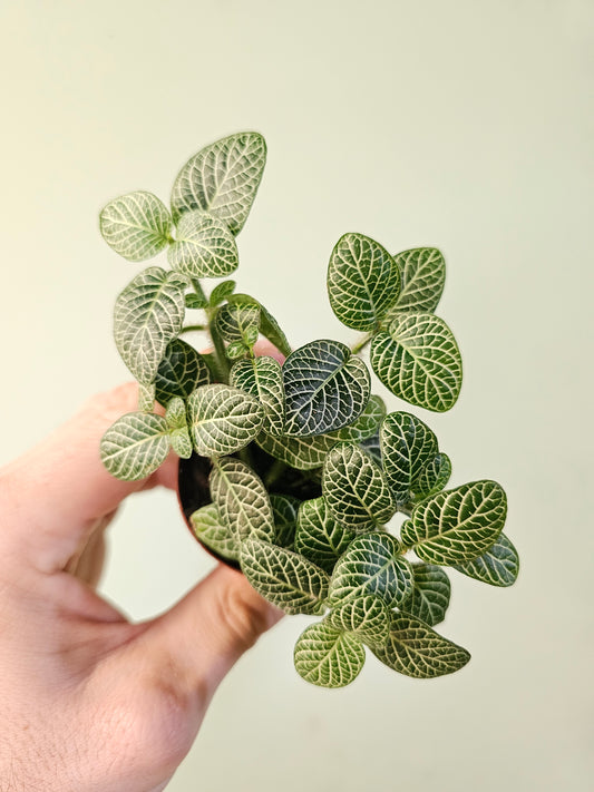 Fittonia albivenis 'White Angel' 2"