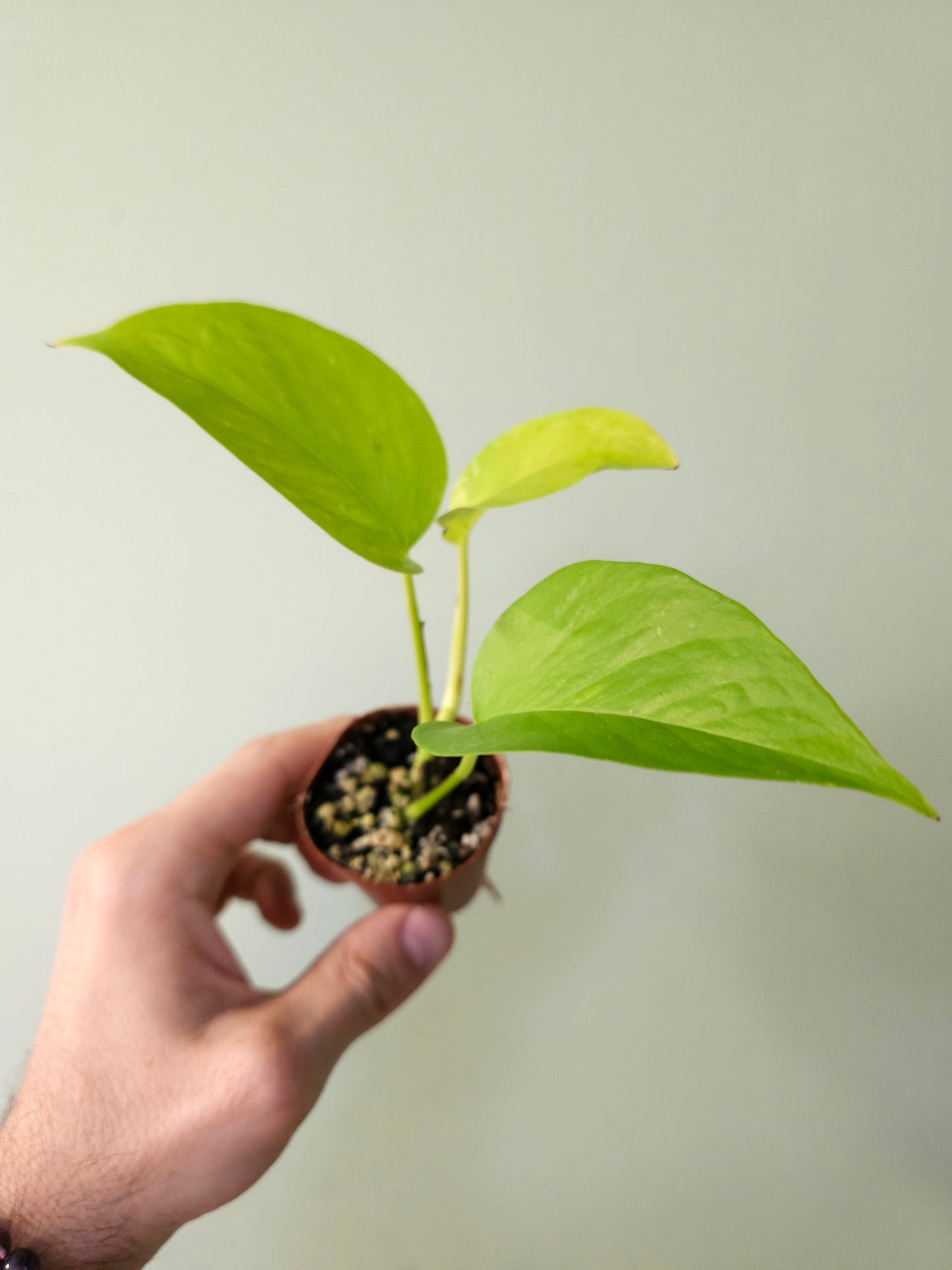 Epipremnum aureum 'Neon' Pothos 2"