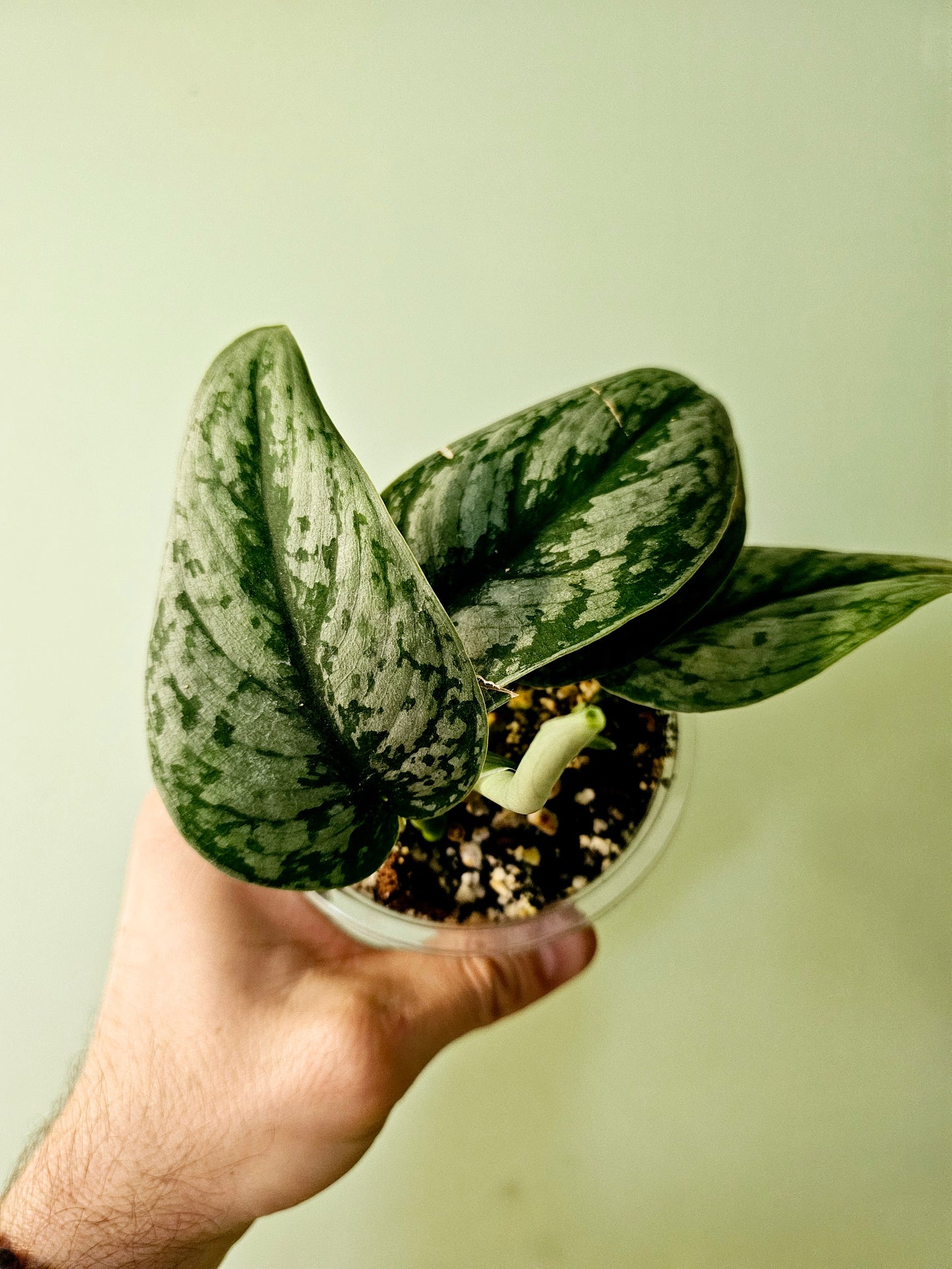 Scindapsus pictus 'Silver Queen' 4"