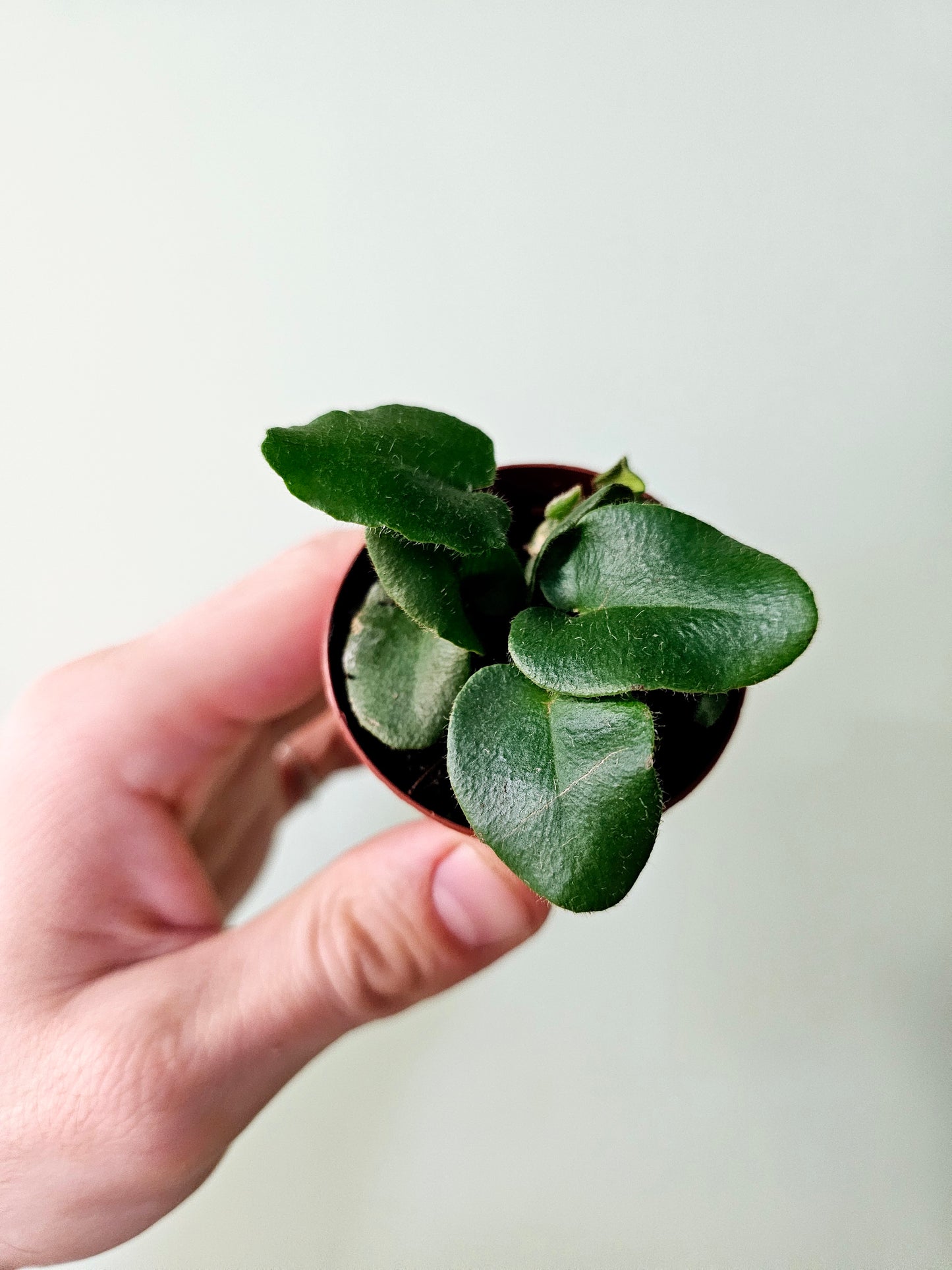 Hemionitis arifolia "Heart Leaf Fern" 2"