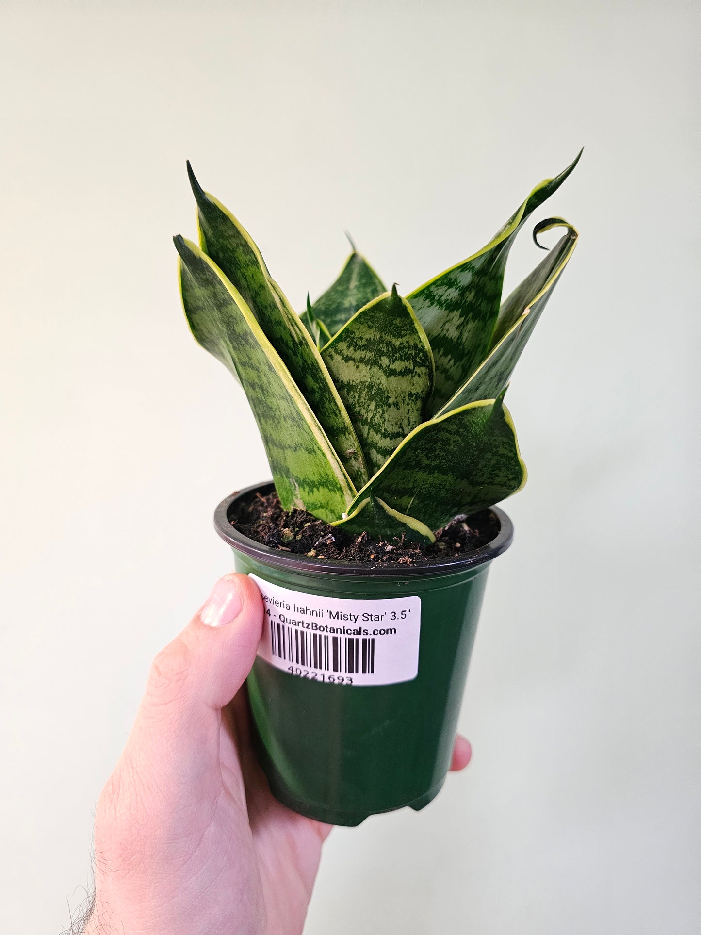 Sansevieria hahnii 'Misty Star' 3.5"