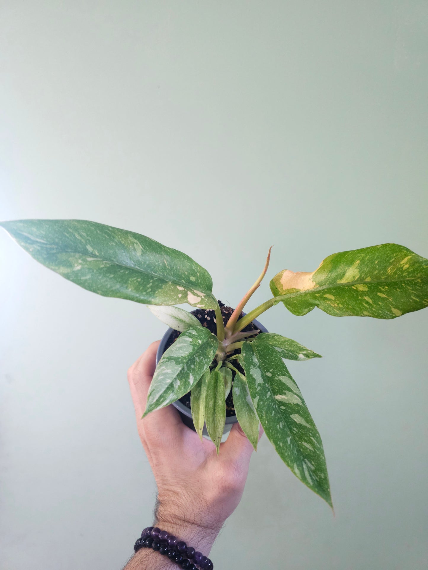 Philodendron 'Ring of Fire' 4"
