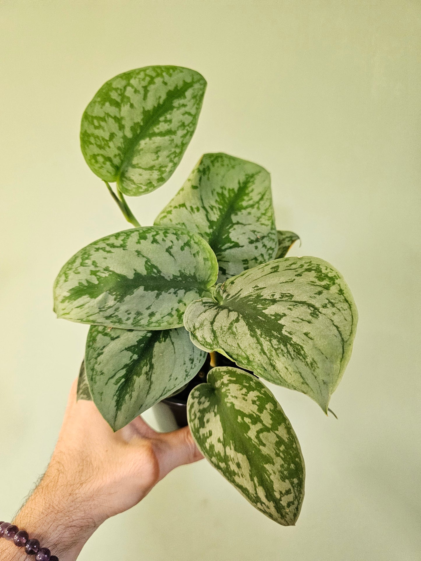 Scindapsus pictus 'Exotica' 4"