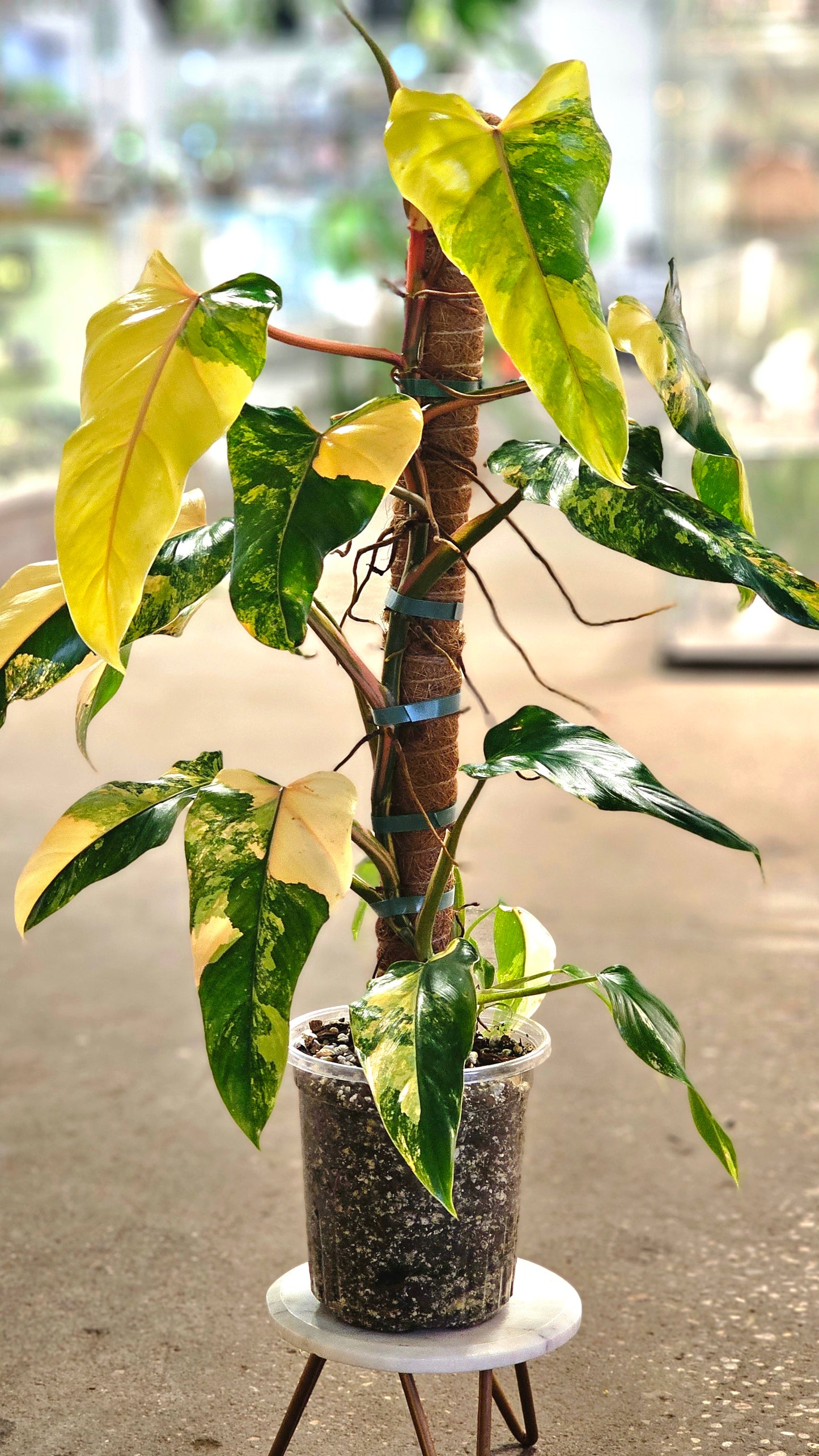SAAM Auction - XXL Variegated Philodendron Domesticum