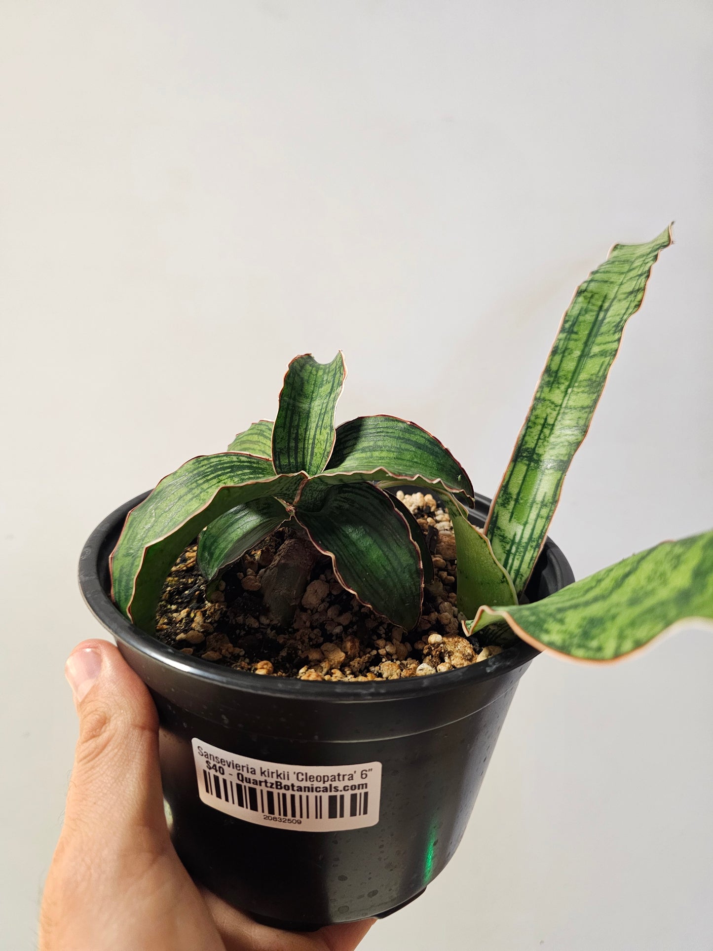 Sansevieria kirkii 'Cleopatra' 6"