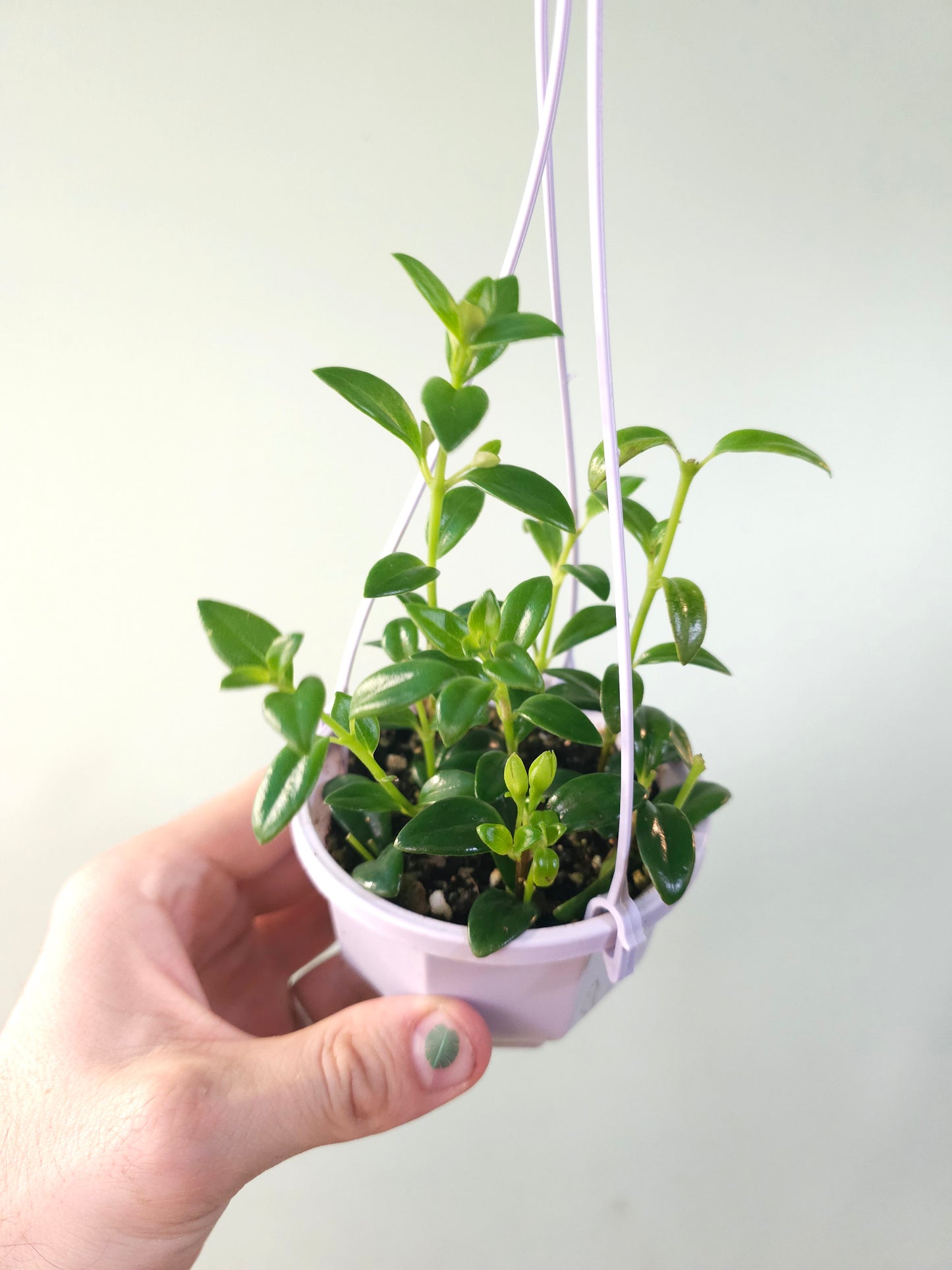 Nematanthus gregarius "Goldfish Plant" 4" HB