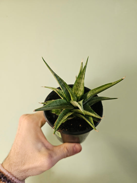 Sansevieria 'Snowflake' 3.5"