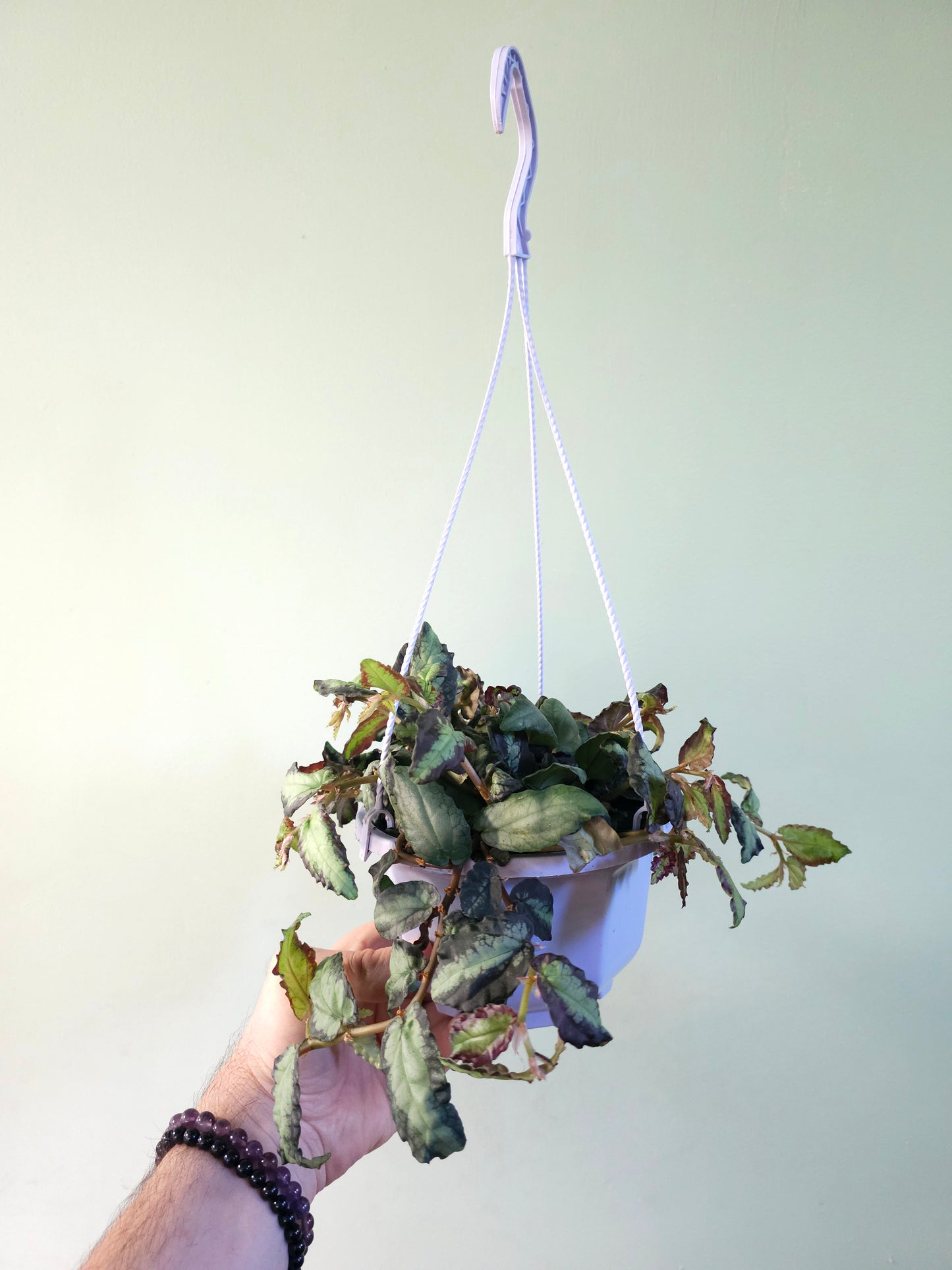 Pellionia repens "Rainbow Jungle Vine" 6" HB