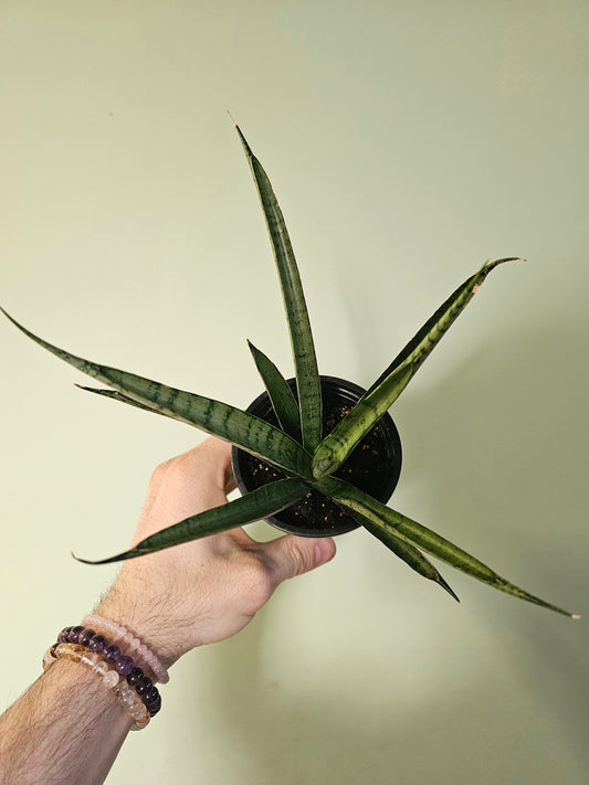 Sansevieria 'Pineapple' 3.5"