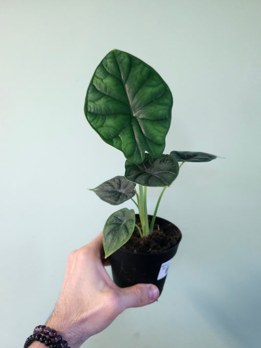 Alocasia 'Dragon Scale' 4"