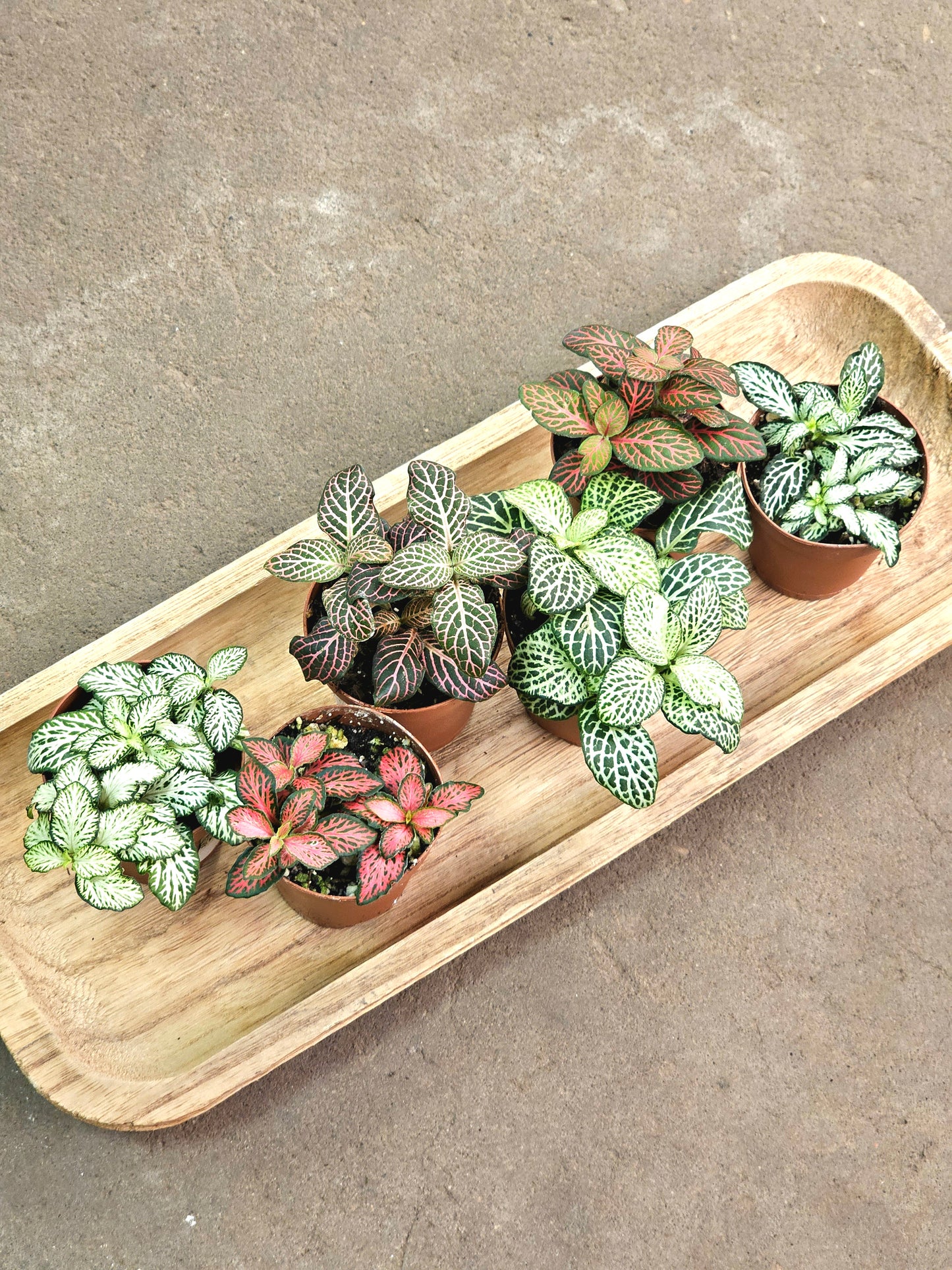 SAAM Auction - Fittonia Collector's Starter Pack