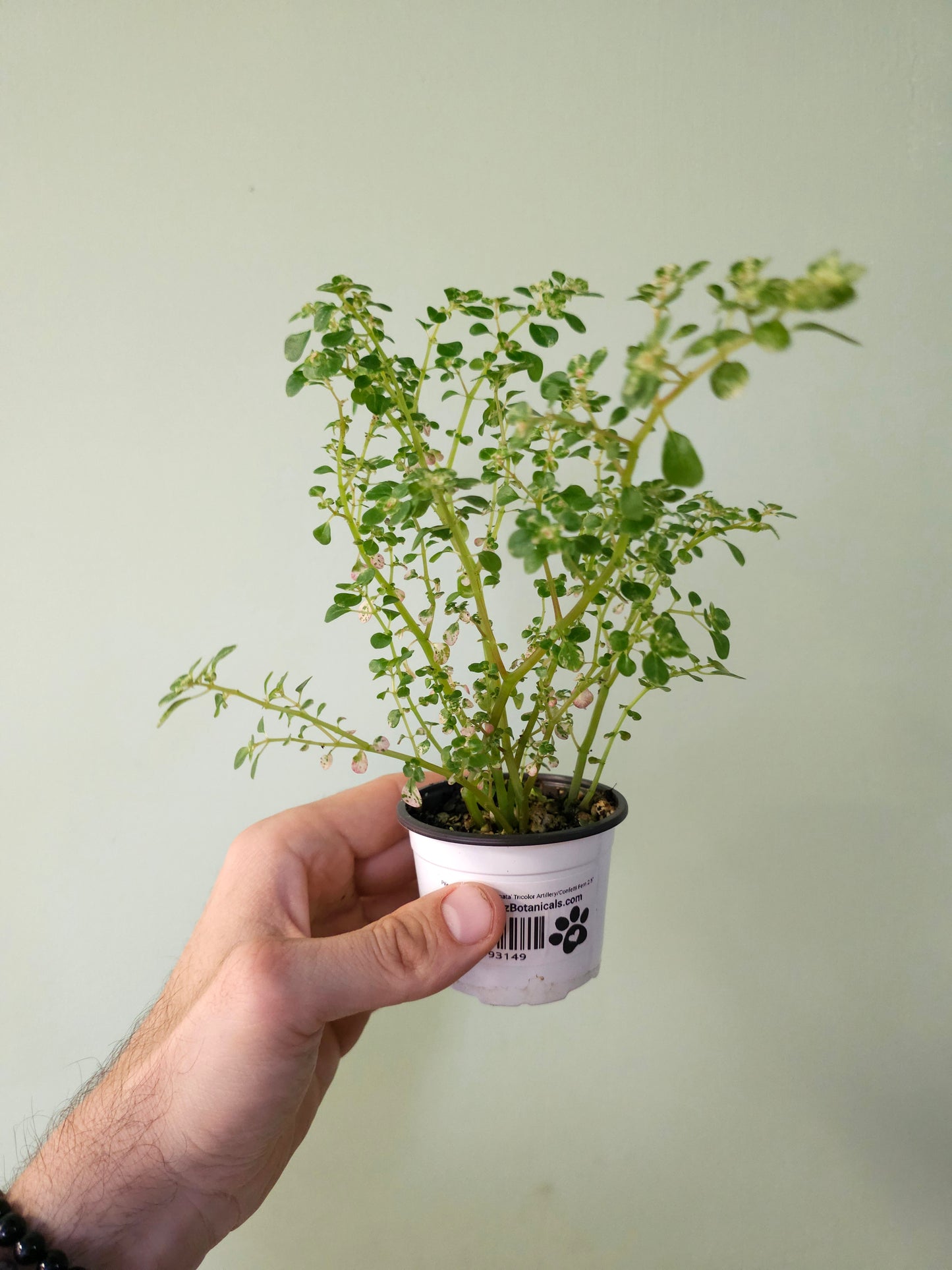 Pilea microphylla 'Variegata' Tricolor Artillery/Confetti Fern 2.5"