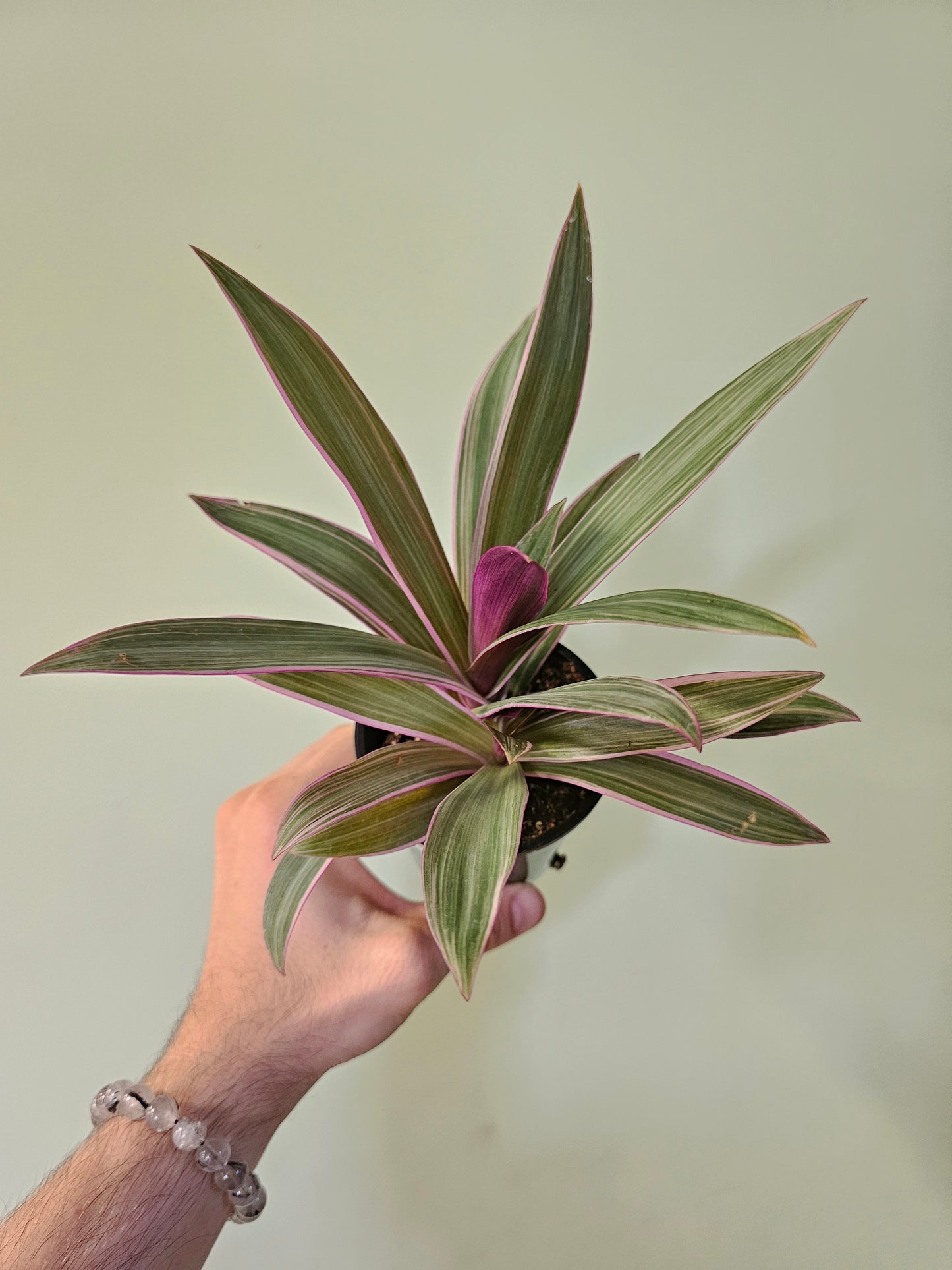 Tradescantia spathaea 'Tricolor' 3.5"