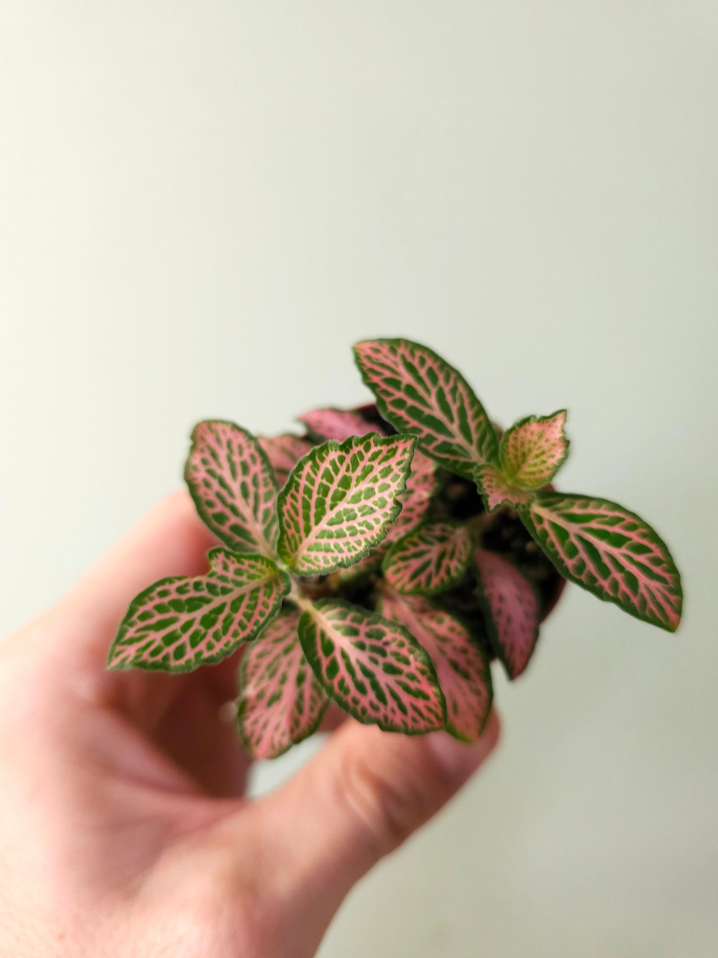 Fittonia albivenis 'Pink Forest Flame' 2"