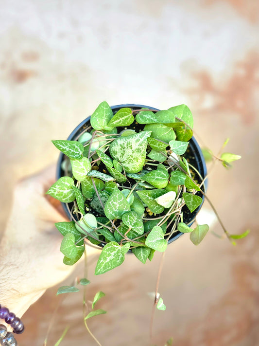 Ceropegia woodii 'String of Arrows' 4" (Spades)