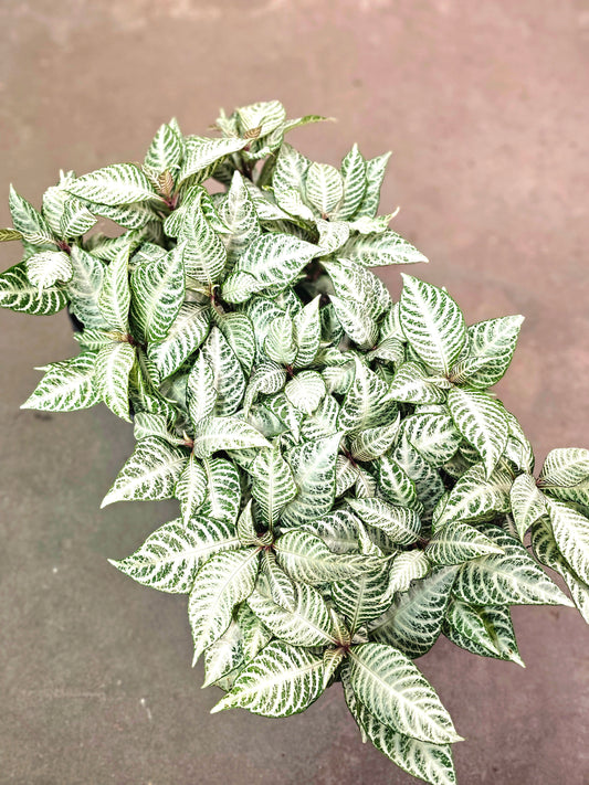Aphelandra squarrosa 'Snow White' 4"