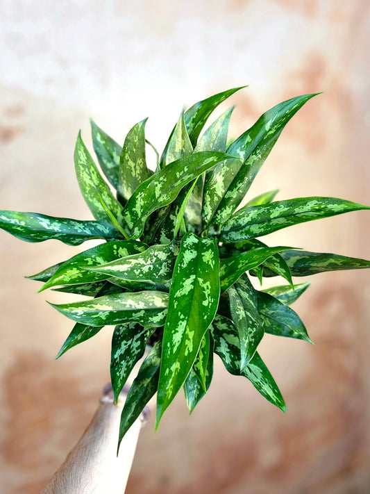 Aglaonema 'Maria' 6"