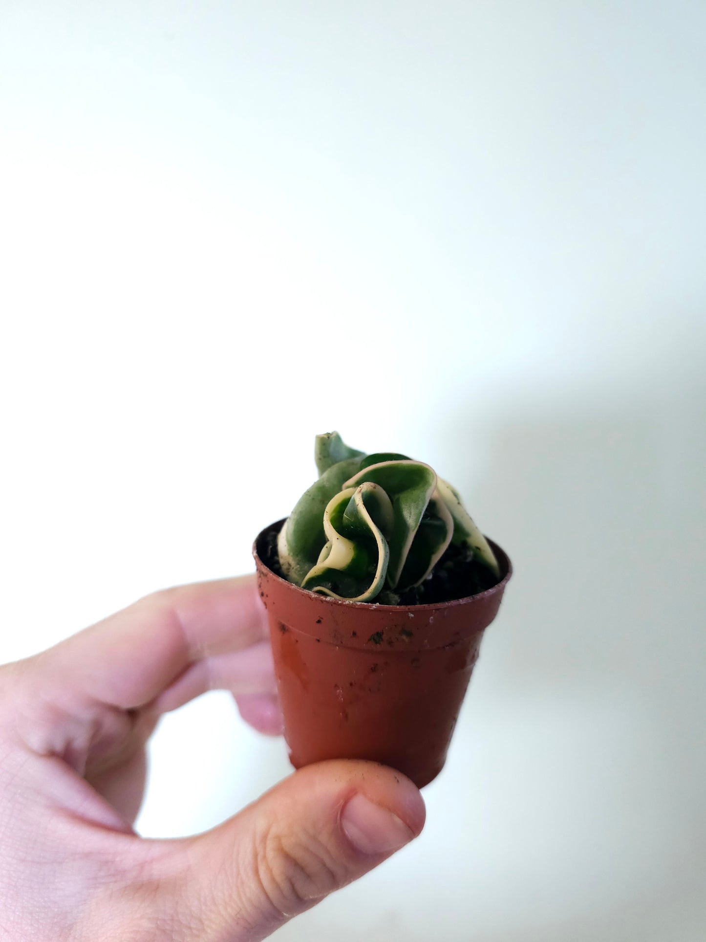 Hoya carnosa compacta Variegated Rope 2"