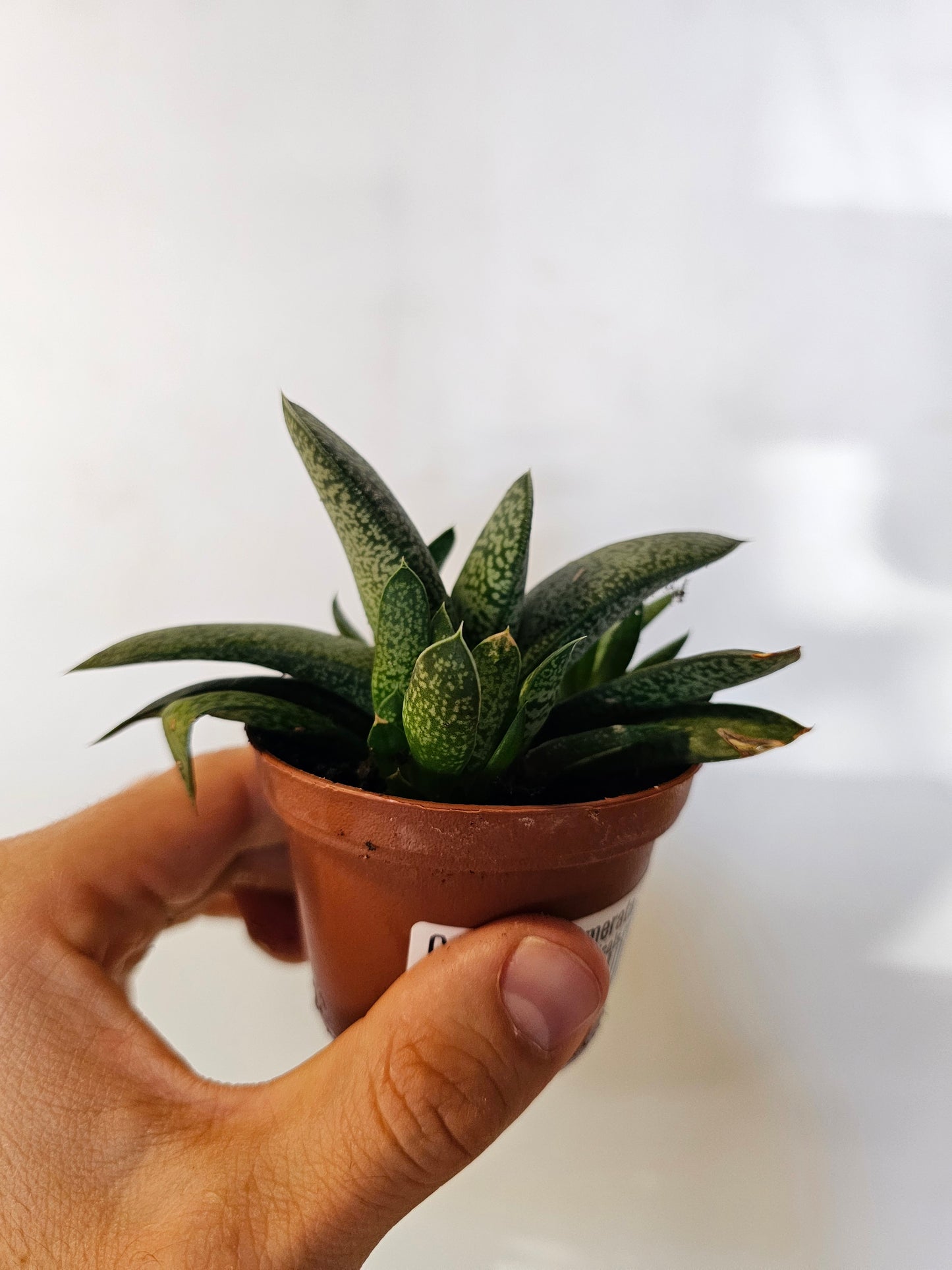 Gasteria glomerata 3"