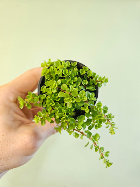 Pilea depressa 'Tiny Tears' 2.5"