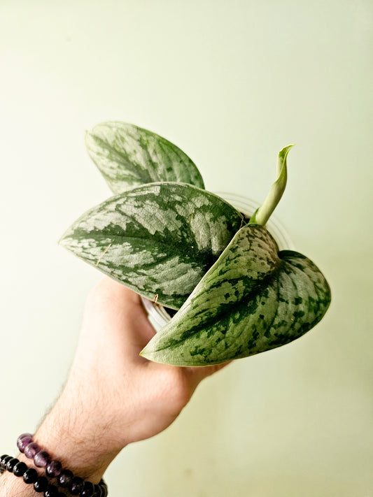 Scindapsus pictus 'Silver Queen' 4"