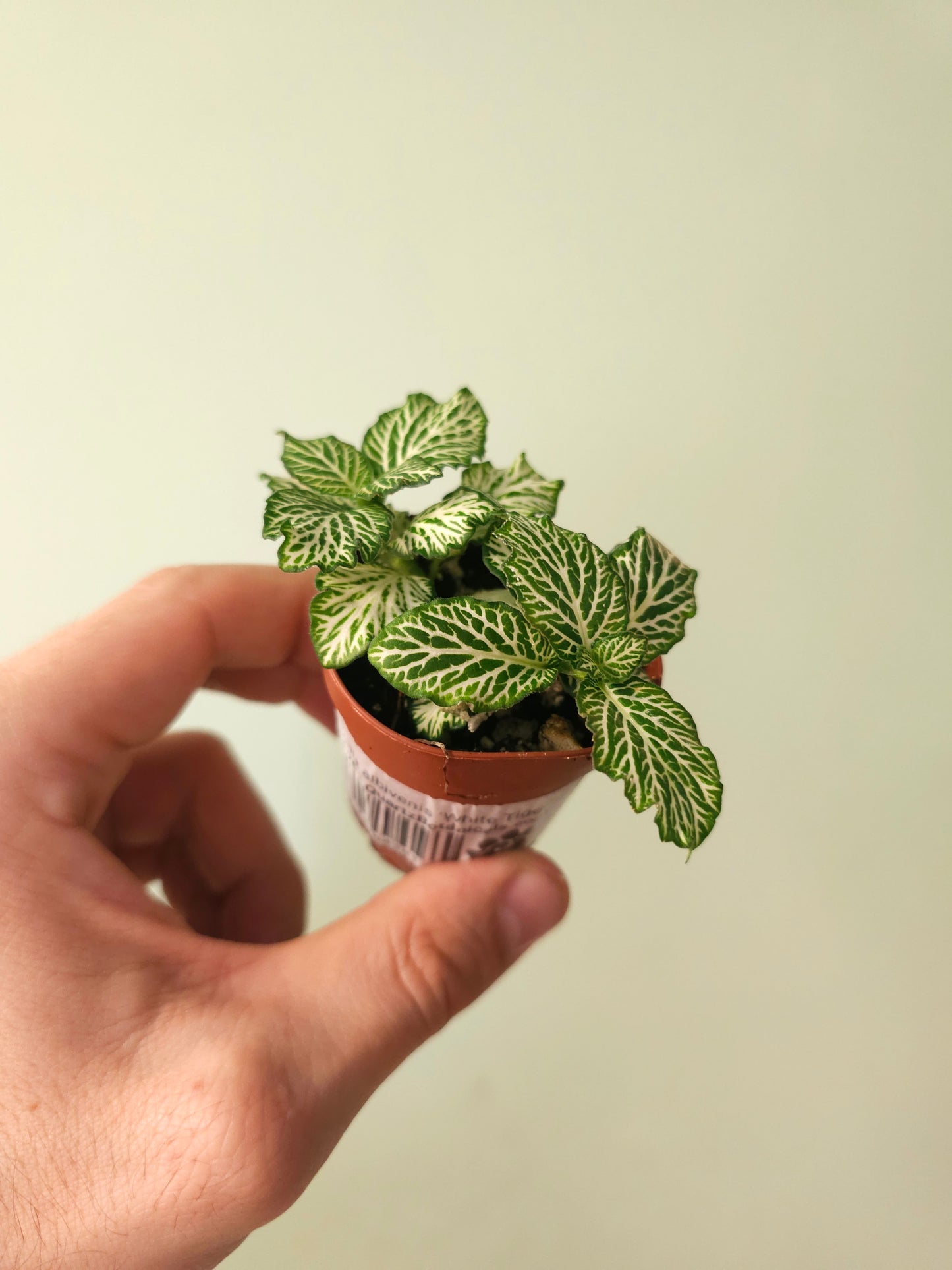 Fittonia albivenis 'White Tiger' 2"