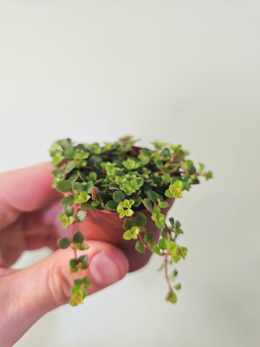 Pilea depressa 'Sao Paulo' 2"