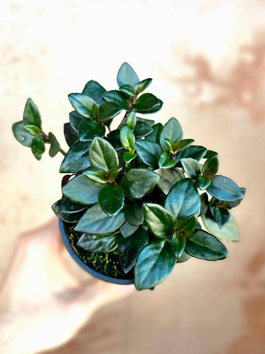 Nematanthus nervosus "Black Goldfish Plant" 4"