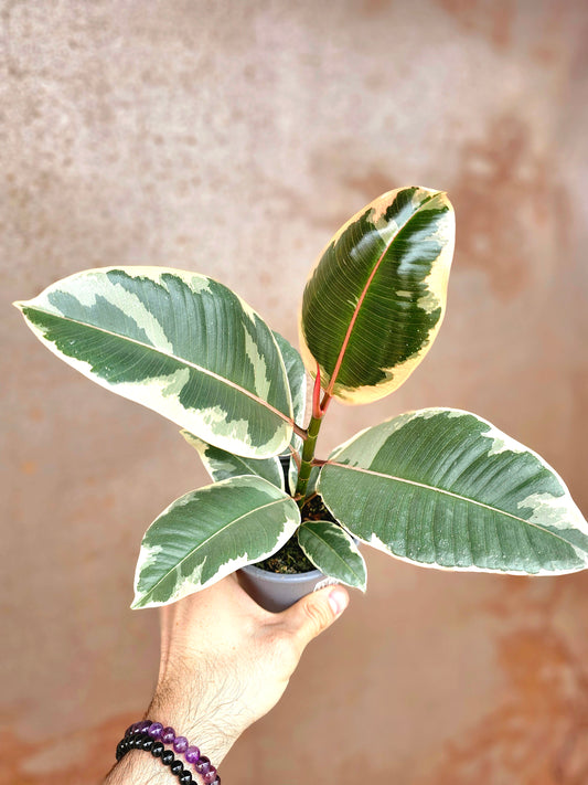 Ficus elastica 'Tineke' 4"