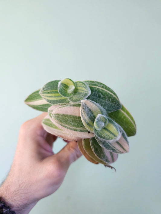 Tradescantia sillamontana 'Velvet Stripes' 2"