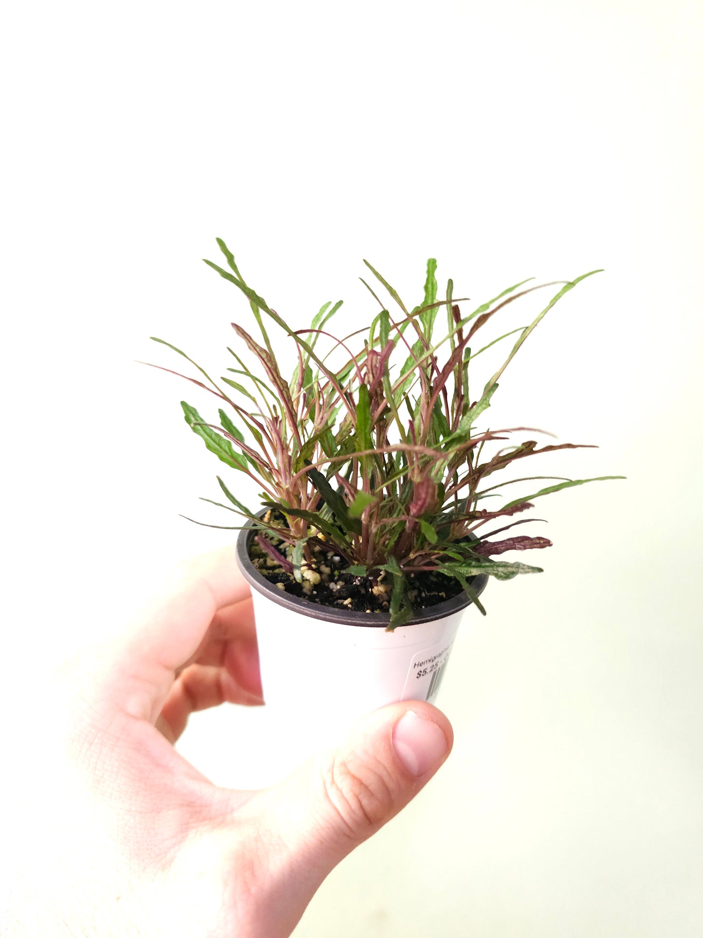 Hemigraphis repanda 'Dragon's Breath' 2.5"