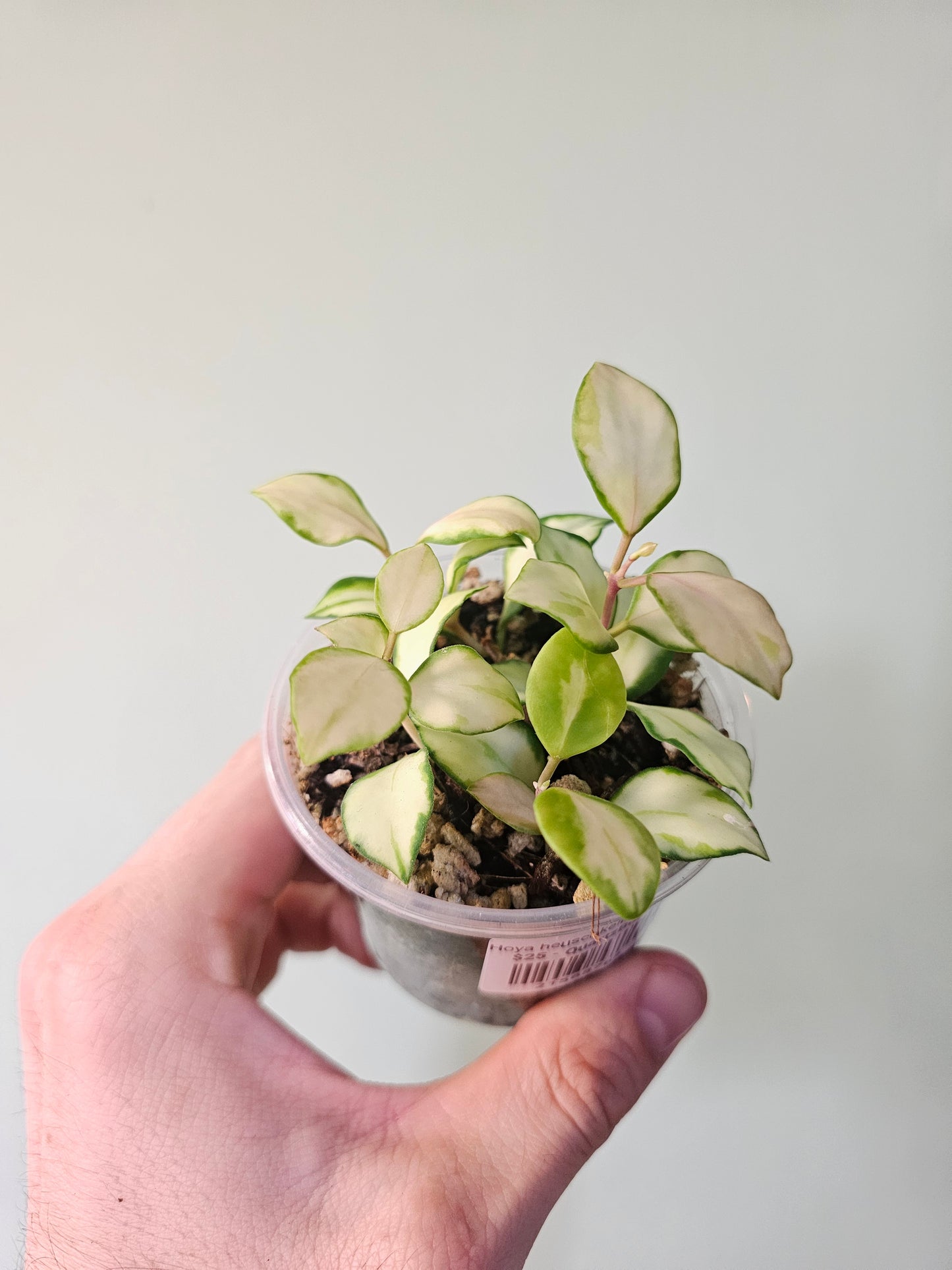 Hoya heuschkeliana Variegated 3"