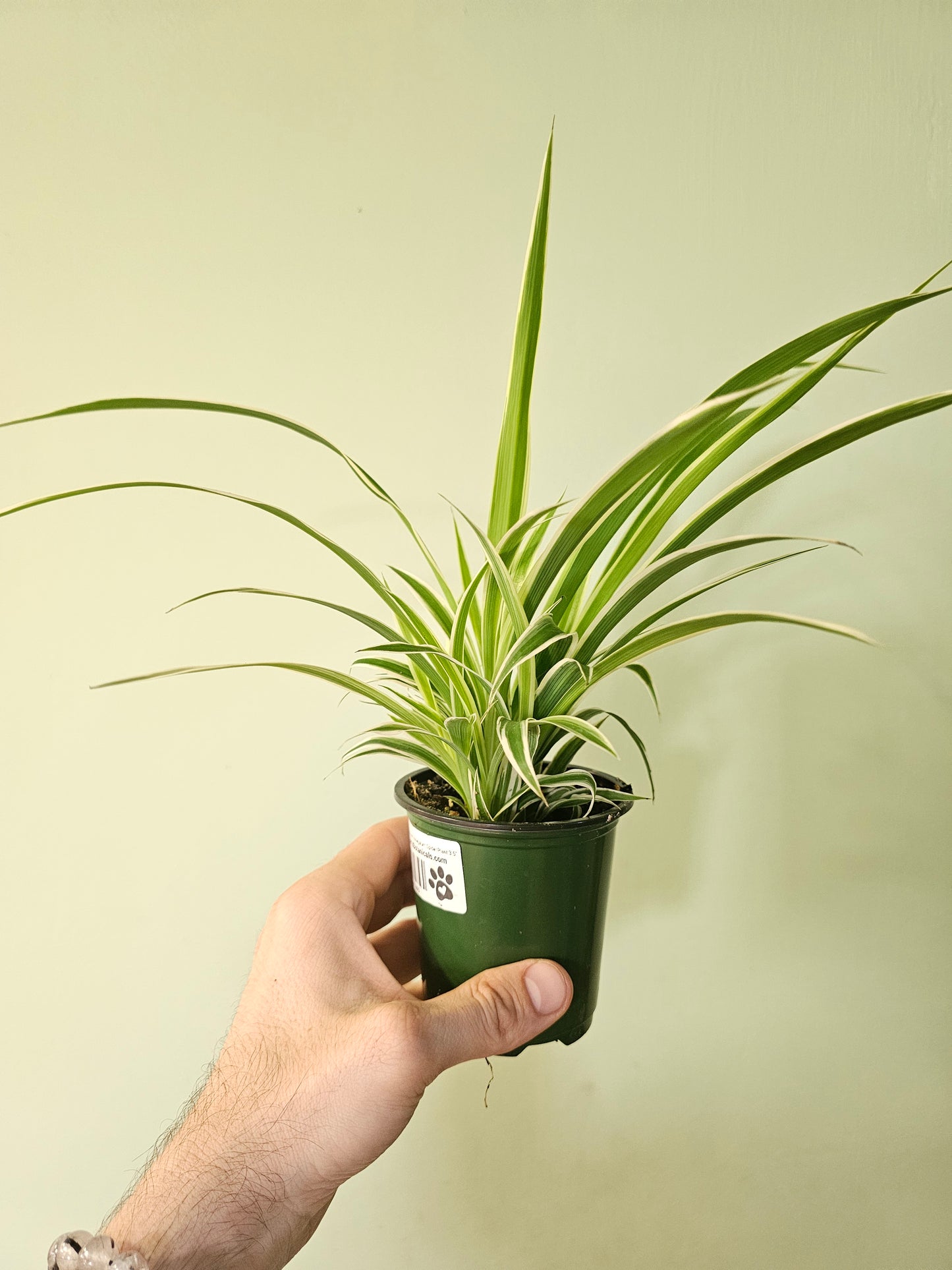 Chlorophytum comosum 'Variegatum' Reverse Variegated Spider Plant 3.5"