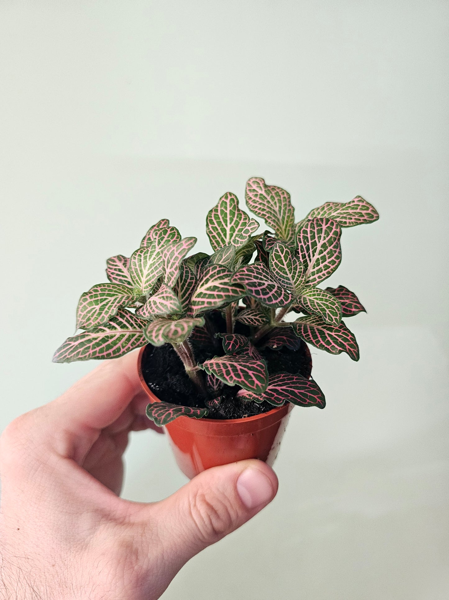 Fittonia albivenis 'Pink' Nerve Plant 2.5"