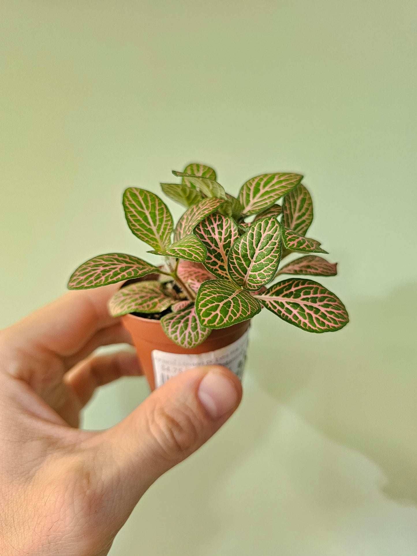 Fittonia albivenis cv. Extra Pink (QB Original)