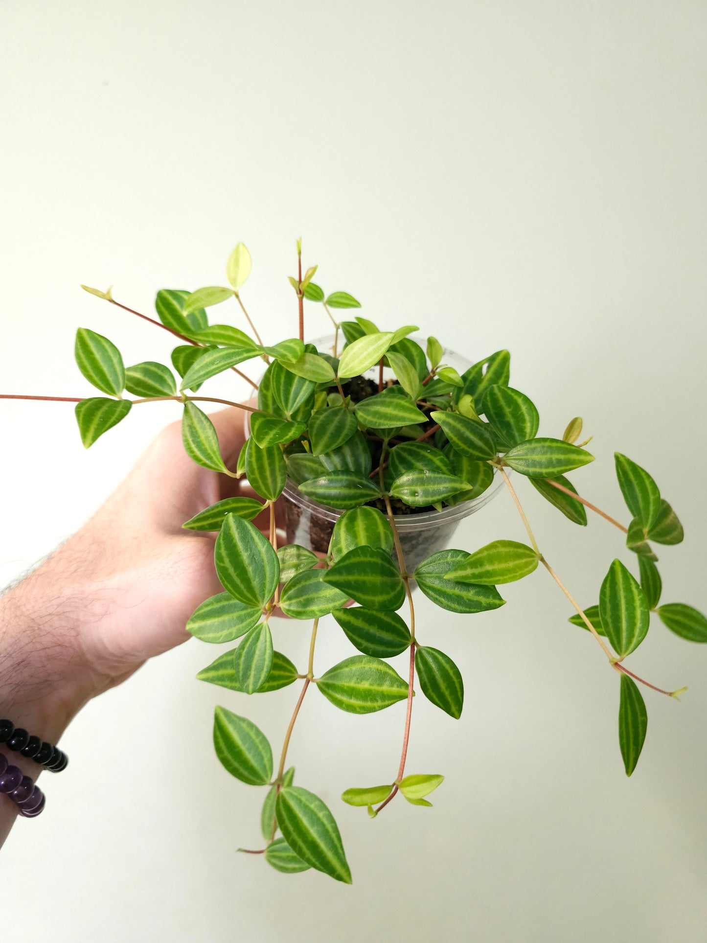Peperomia quadrangularis "Beetle Plant" 4"