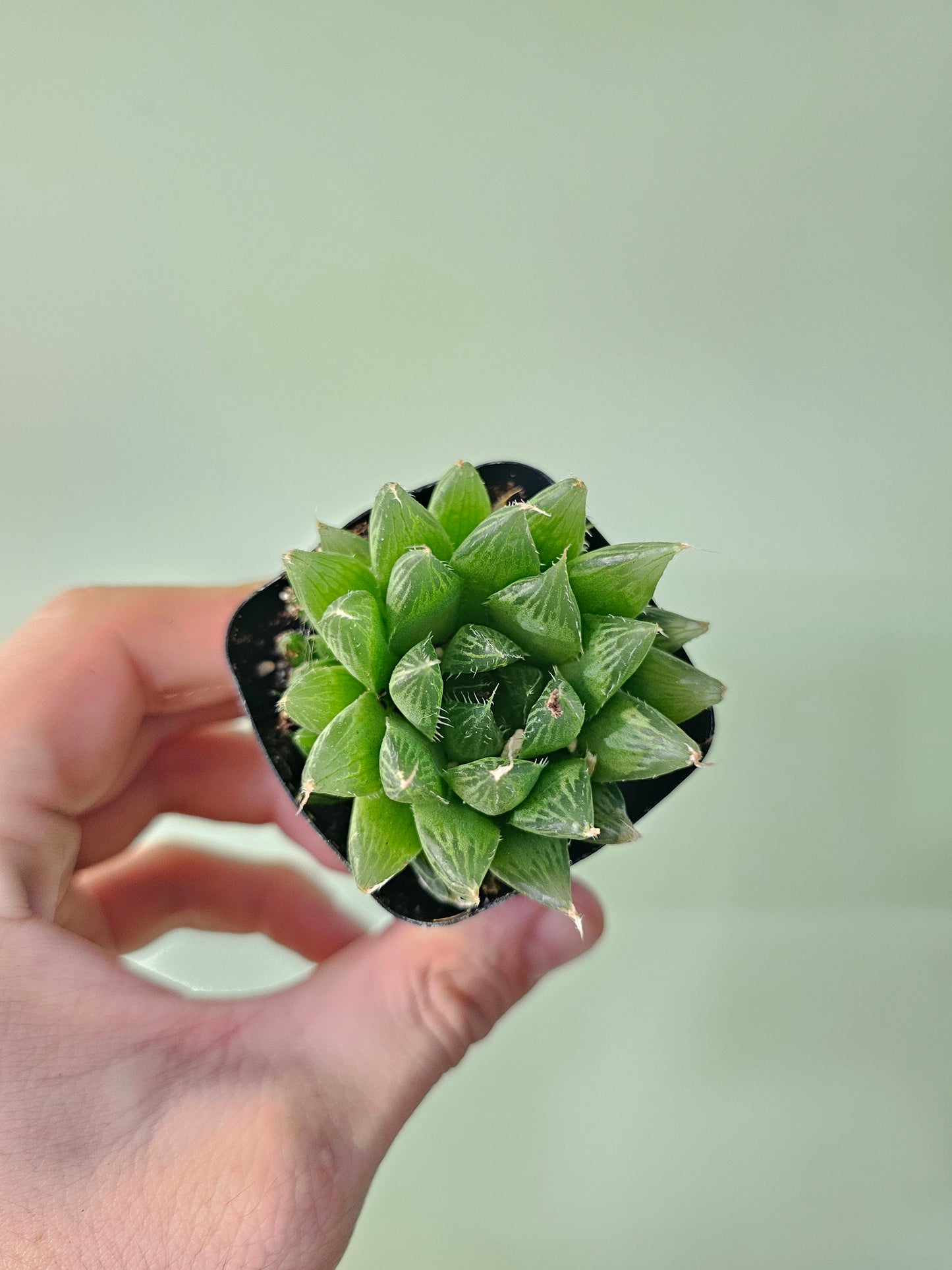 Haworthia cooperi 2"