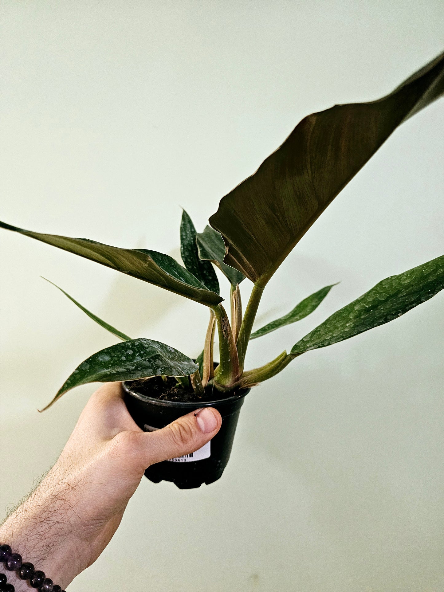 Philodendron 'Pluto' 4"