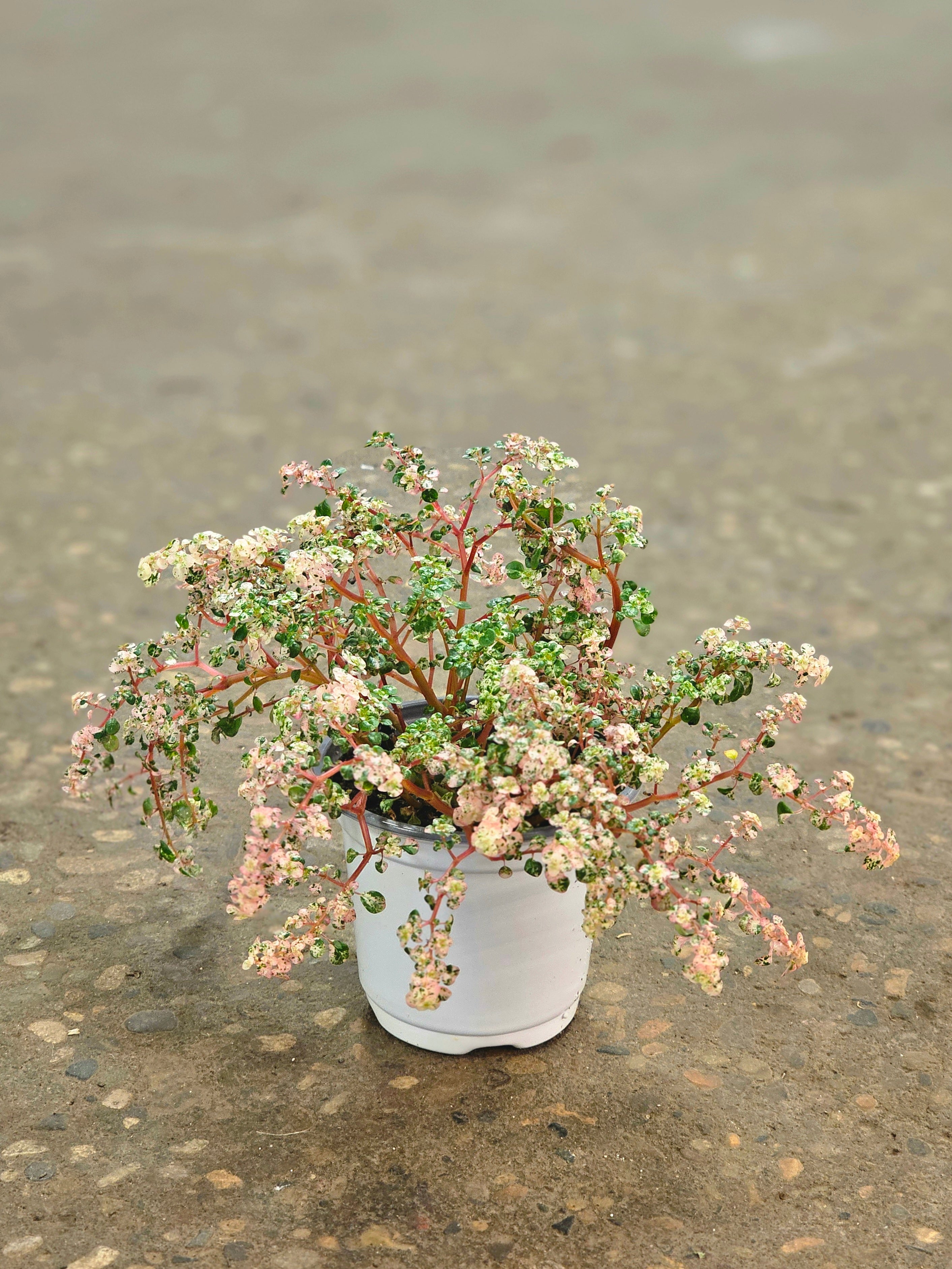 Pilea microphylla 'Variegata' 