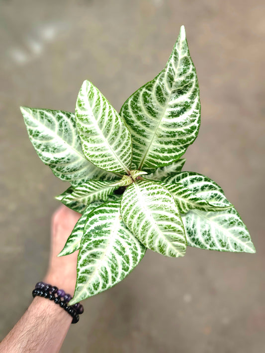 Aphelandra squarrosa 'Snow White' 4"