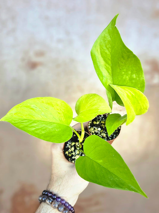 Epipremnum aureum 'Neon' Pothos 2"